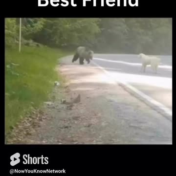 Dog vs. Grizzly Bear!!! | A Man's Best Friend
