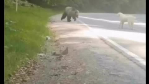 Dog vs. Grizzly Bear!!! | A Man's Best Friend