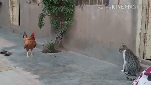 Chicken fight with cat cute and funny !!!