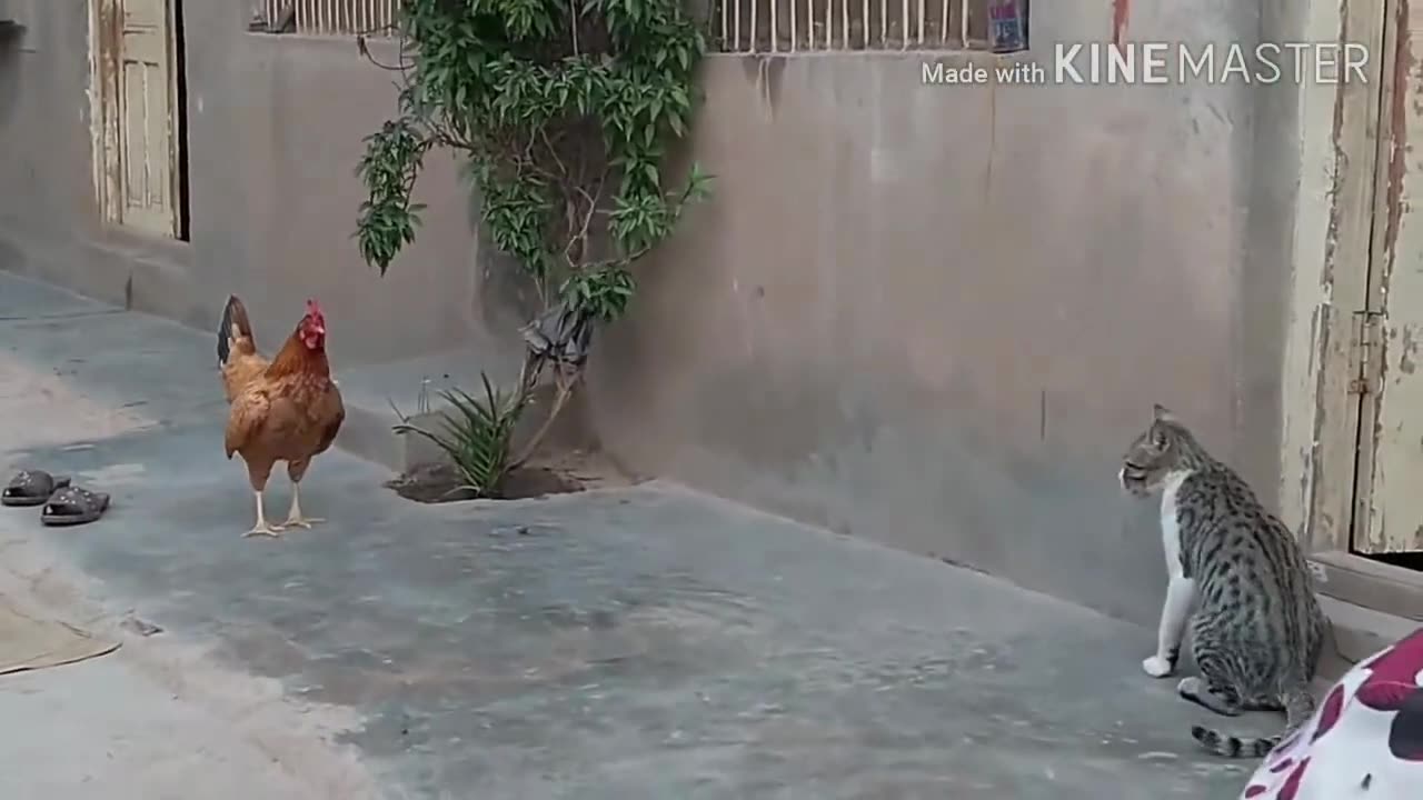 Chicken fight with cat cute and funny !!!