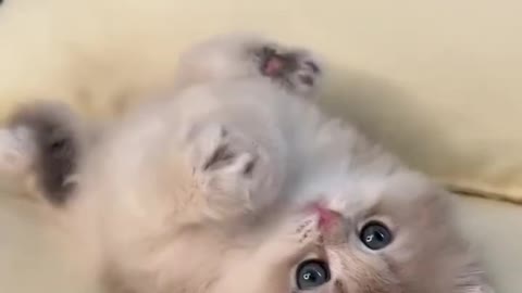 cute cat video