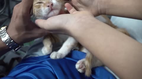 Funny Cat reactions with strangers and being Friendly.