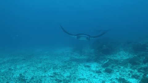 Scuba diver finds herself in the path of incoming giant manta rays