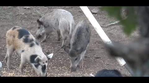 Legal hunting: This wild boar is going to have bad luck.