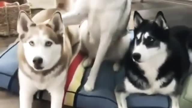 play with Husky, repost video _ dogs lovers family