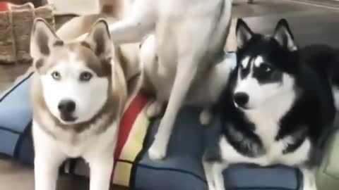 play with Husky, repost video _ dogs lovers family