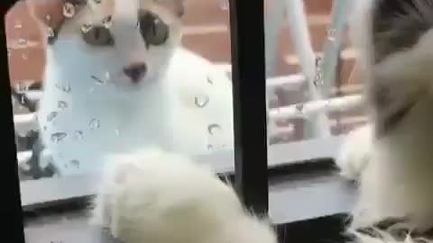 A dog that wants to go out and play.