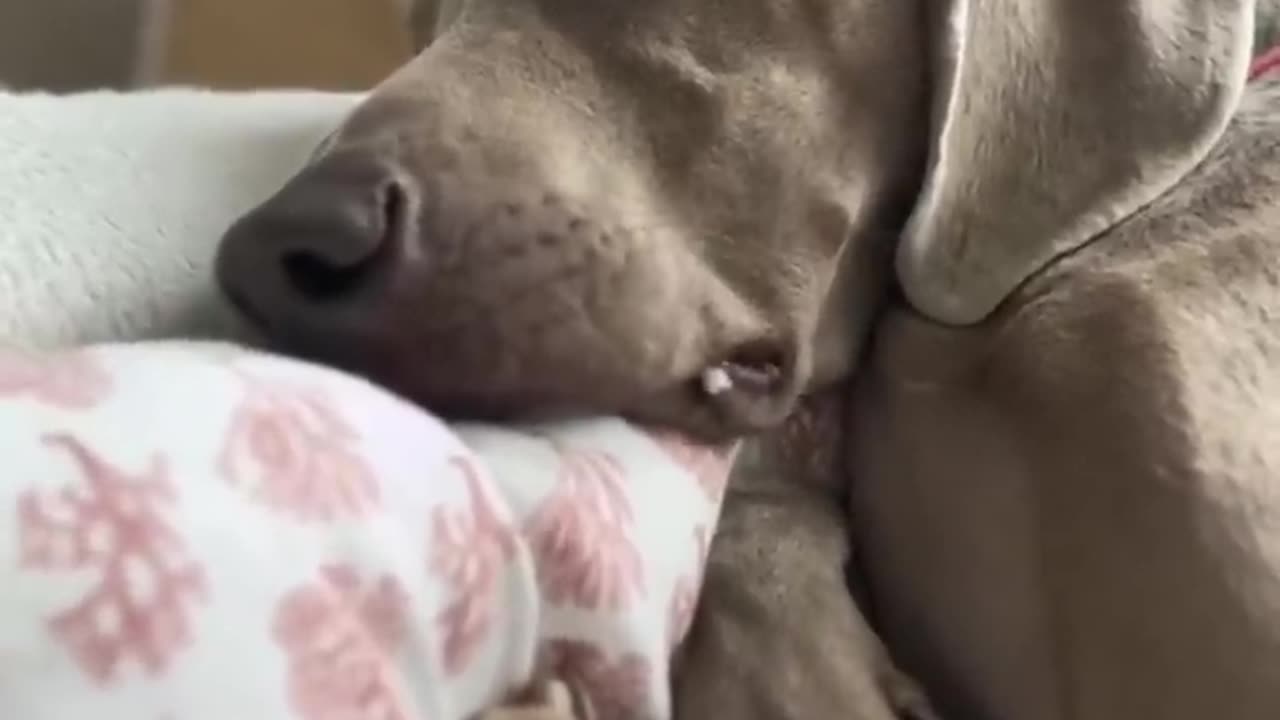 Funny Animal Videos 2024 Best Dogs And Cats Videos πΊπ #56,j
