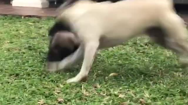 Dog and Ferrets Play Together on the Lawn