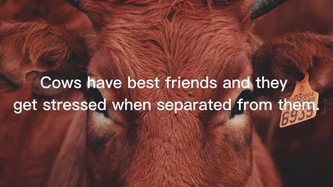 Animal Facts #1