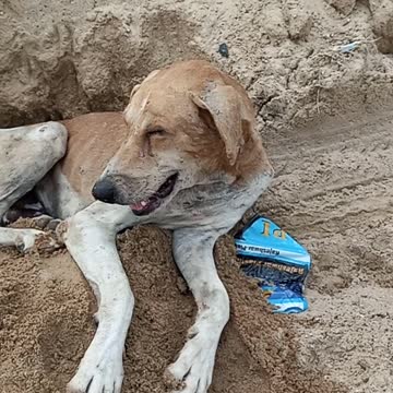 How to indian villge dog