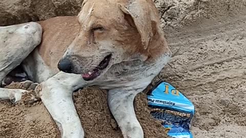 How to indian villge dog