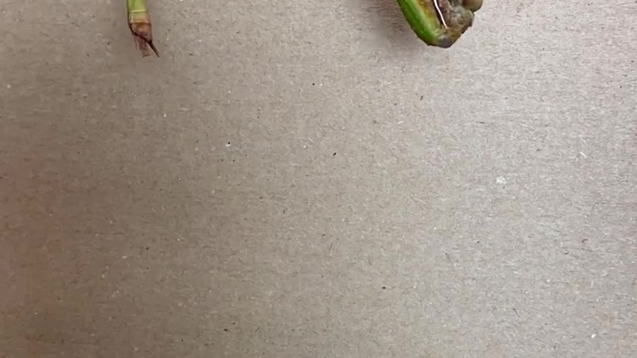 Birth of insect