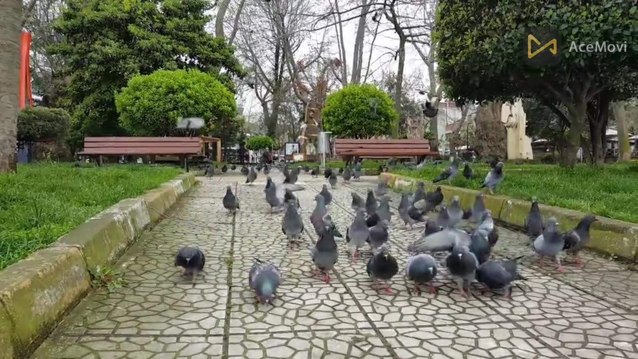 Animall video