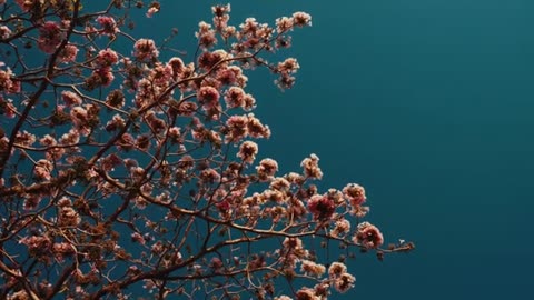 Blooming Collection