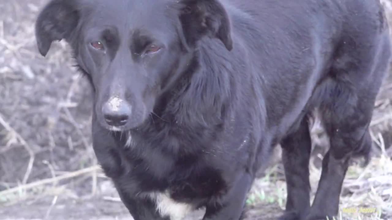 Calico cat and feral black dog