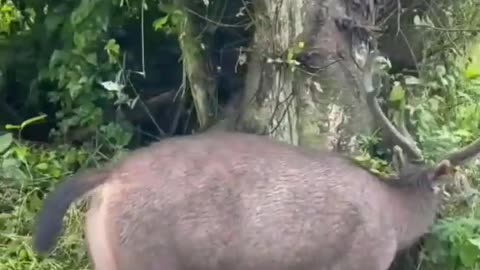 Ada yang tau nama hewan ini guys . Video by atrashajiyahya