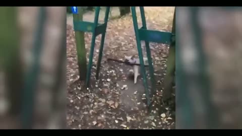 Funny cat 😽 vs Gun 🔫 - Funny Animals 😂 playing dead on finger shot Compilation || Animal Gags