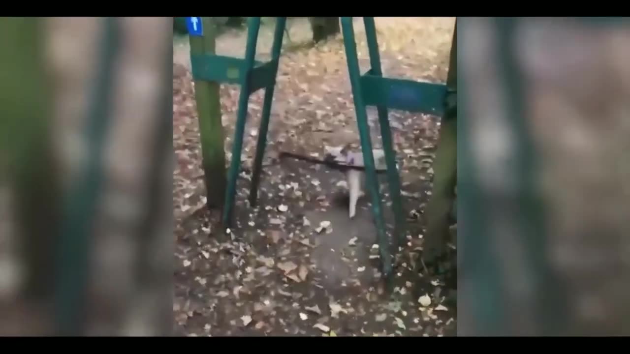Funny cat 😽 vs Gun 🔫 - Funny Animals 😂 playing dead on finger shot Compilation || Animal Gags