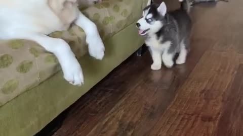 Bella’s first morning with Ivy