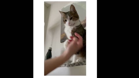 Cat doesn't like to pet by someone | funny cat moments