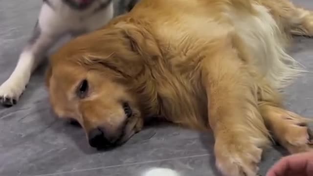 dogdogdogdog