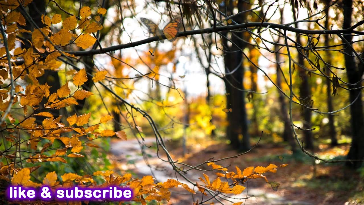 Sleep Music 24/7, Healing Music, Meditation Music, Sleeping Music, Relaxing Music.