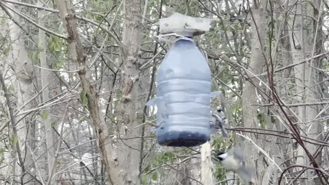 James Gardens Toronto Oasis for Happy Birds 8