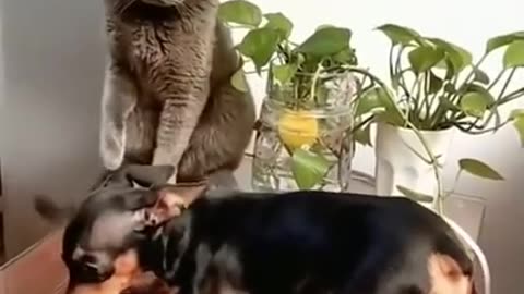 #Dog #funny #amazing #comedy 🤣