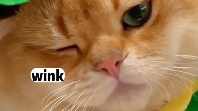 Burgercat.