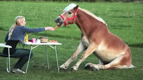 The FUNNIEST Animal Videos of 2024! DON T LAUGH CHALLENGE