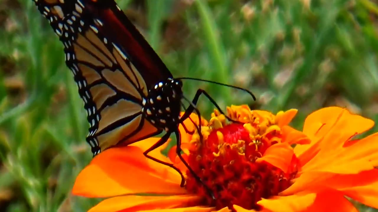 Monarch Butterfly