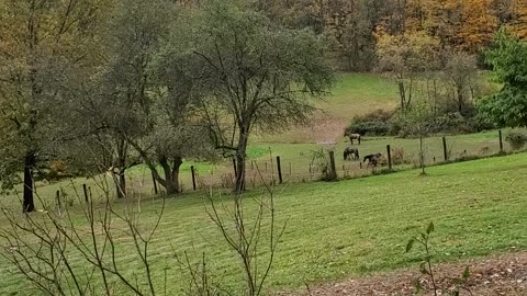 Playful horses