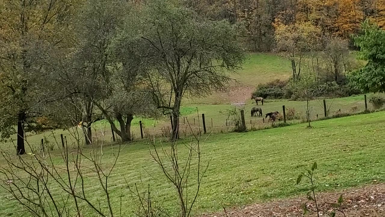 Playful horses