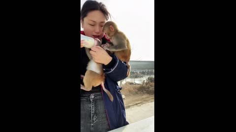 cheeky monkey trying to get more milk