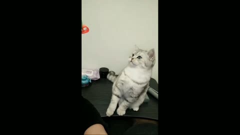 FUNNY CAT