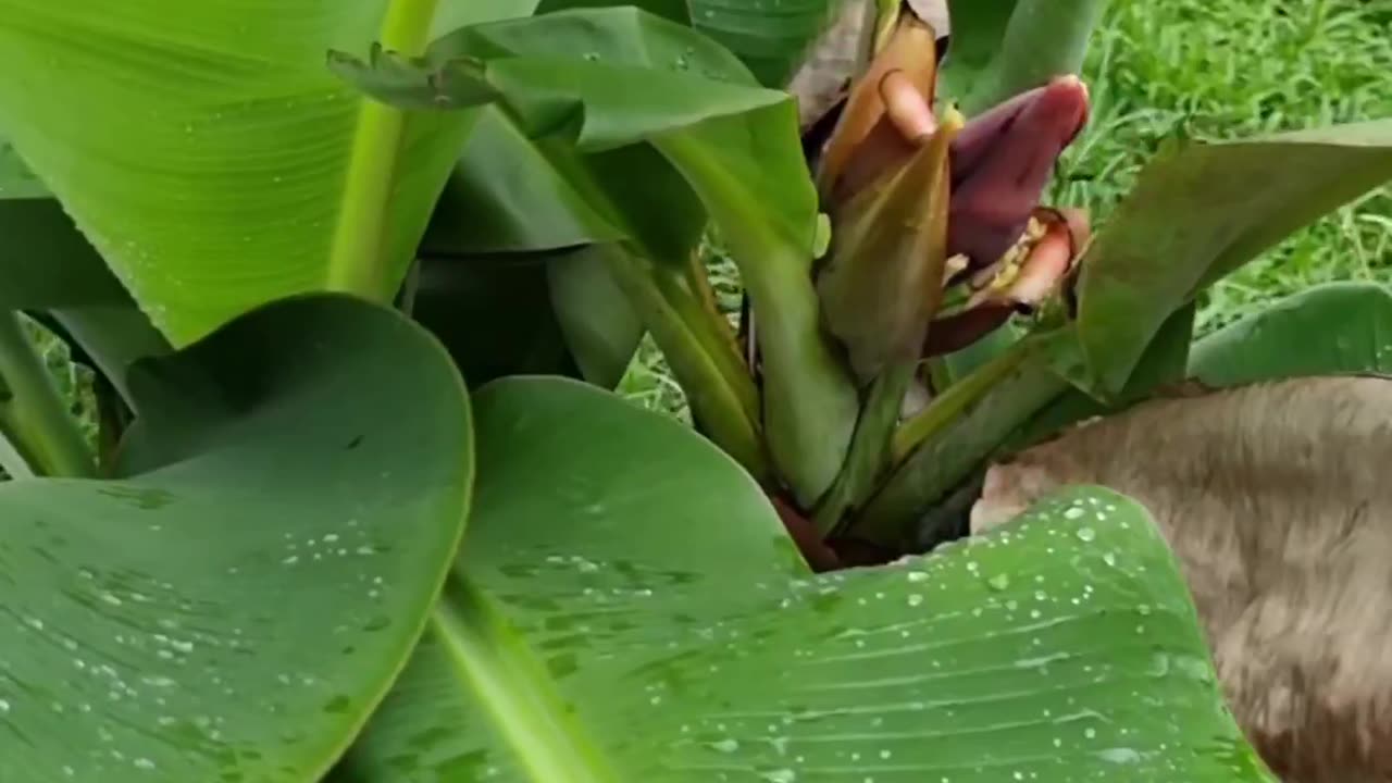 Chá da folha banana seca para depressão ou ansiedade