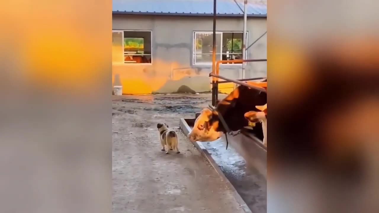 Funniest Animals Video - Best Cats and Dogs Videos