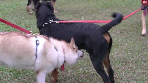 What Do These 10 Weird Dog Behaviors Mean?