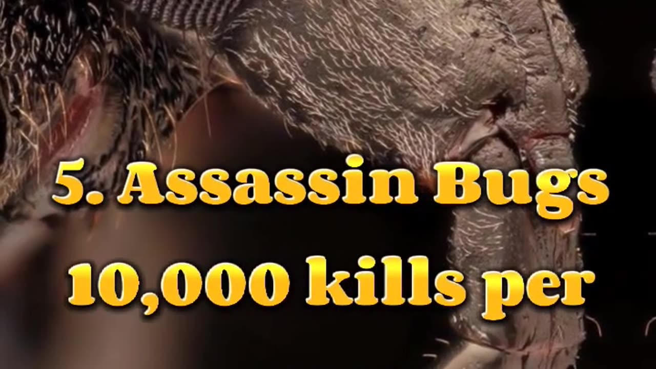 Top 10 dengerous animal in world