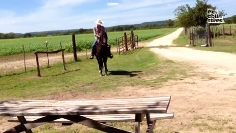 funniest farm animels