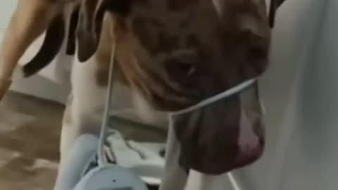 Best Funny Animal Videos😂Funniest Animal Cat& Dog😹