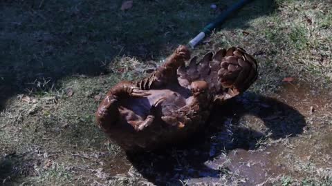 Interesting pangolin