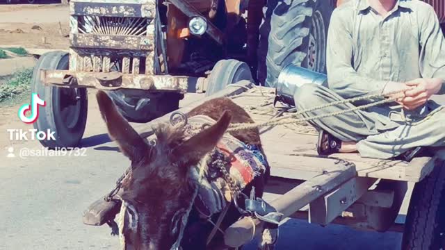 pakistan's culture desi life no perro y gatto