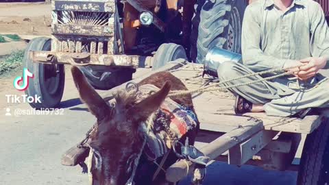 pakistan's culture desi life no perro y gatto