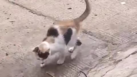 Fanny cat 🐈 Danger part