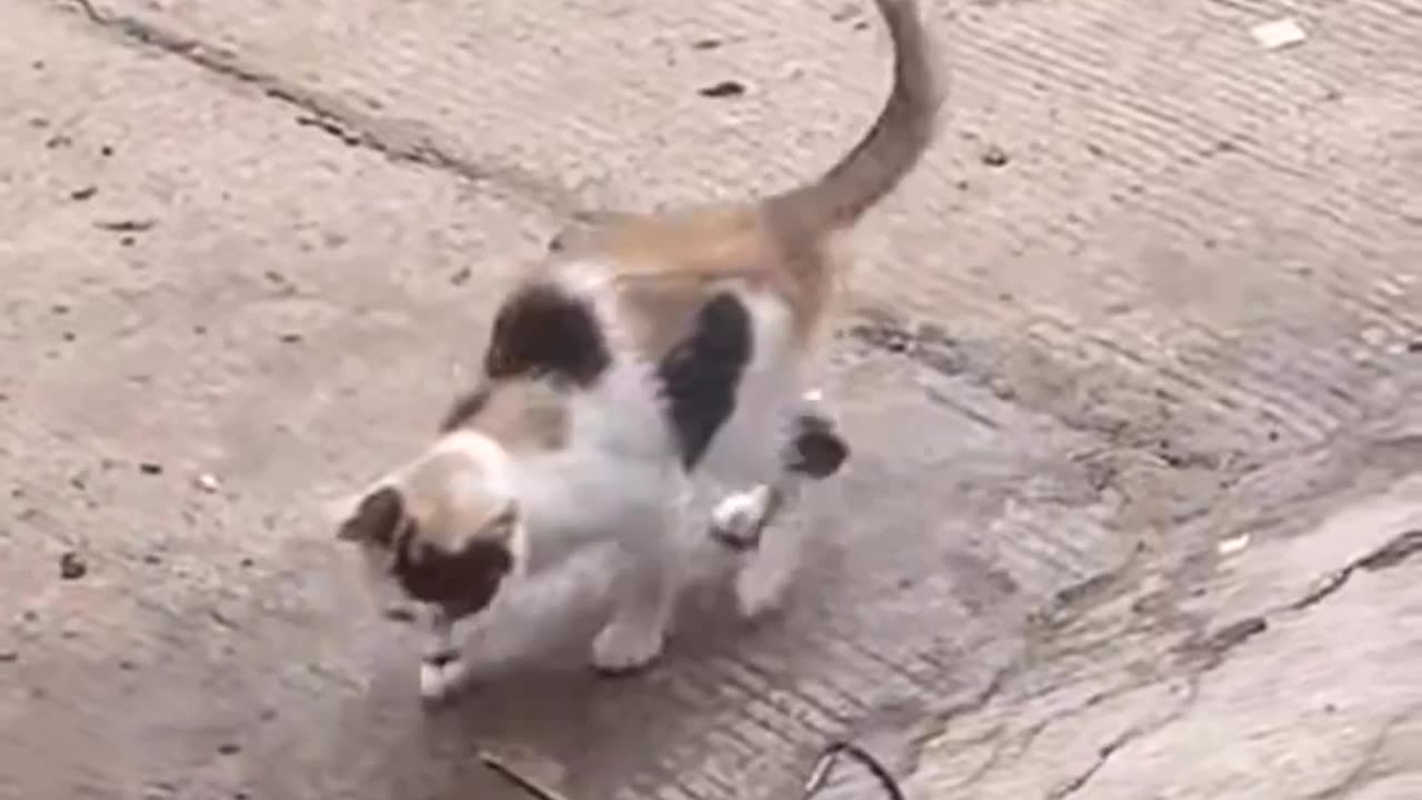 Fanny cat 🐈 Danger part