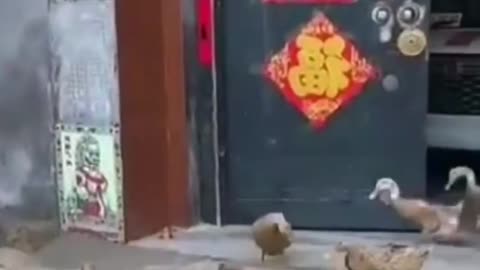 Mata ka jagran