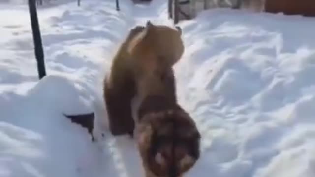 WTF - The dog don't give a f*ck to bear