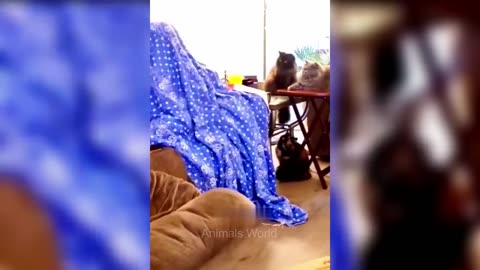 Dogs and cats funny movement compliation
